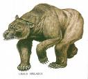 cave bear